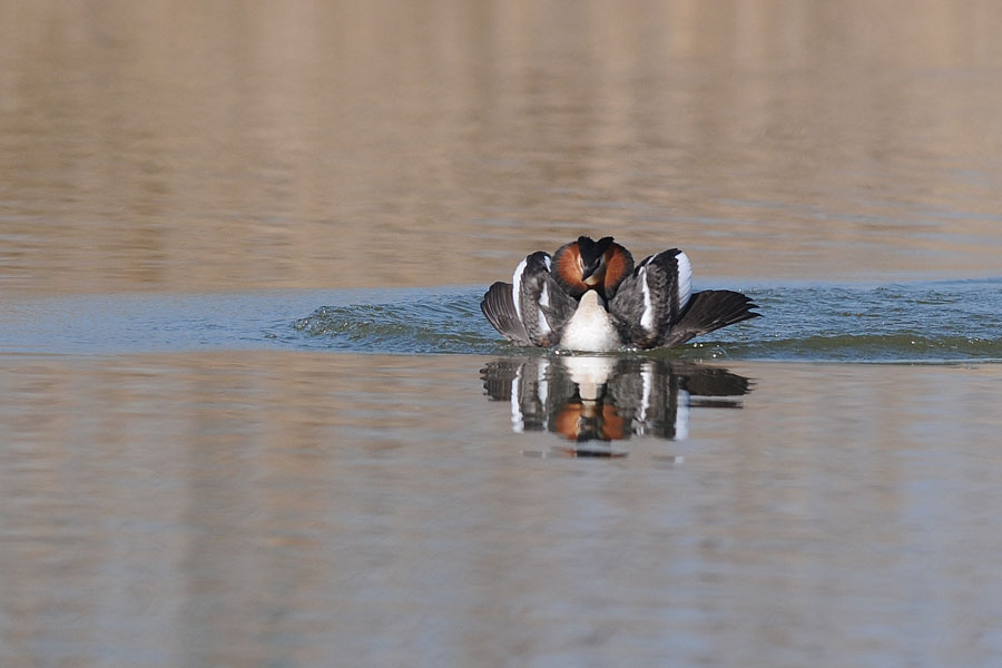 danza nuziale dello  svasso maggiore