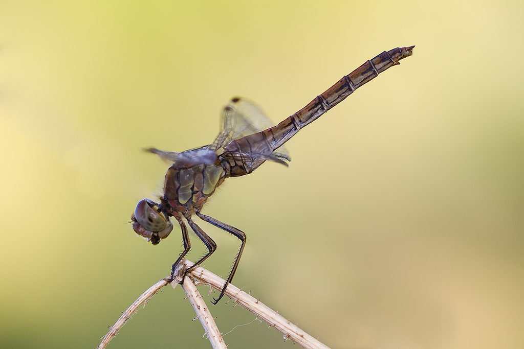 Libellula sul trespolo
