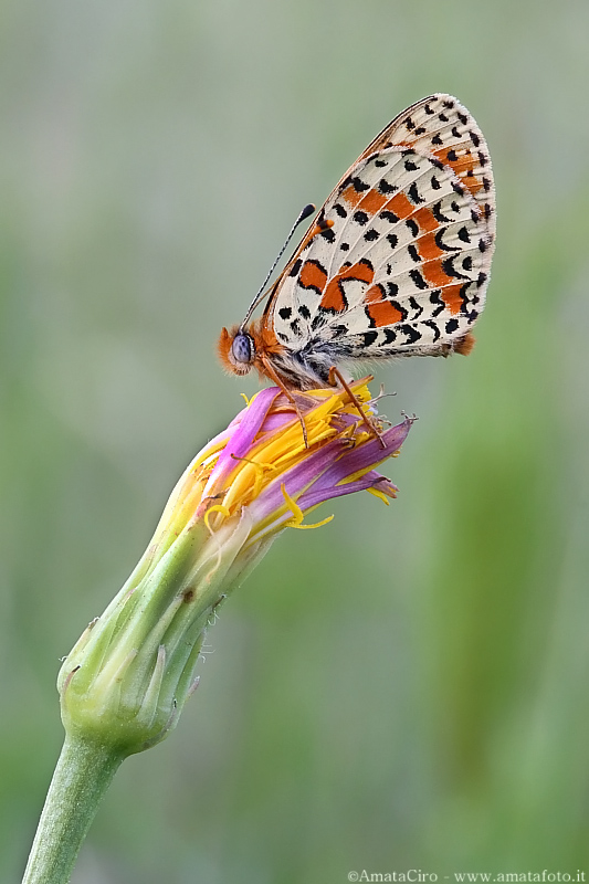 Melitaea didyma