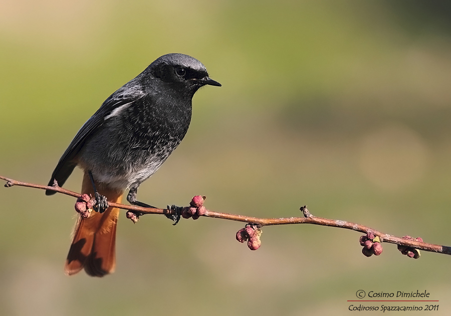 Codirosso Spazzacamino #5