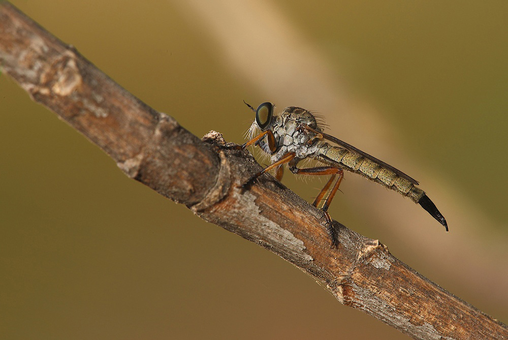 ...Profilo Di Un Killer...!!!