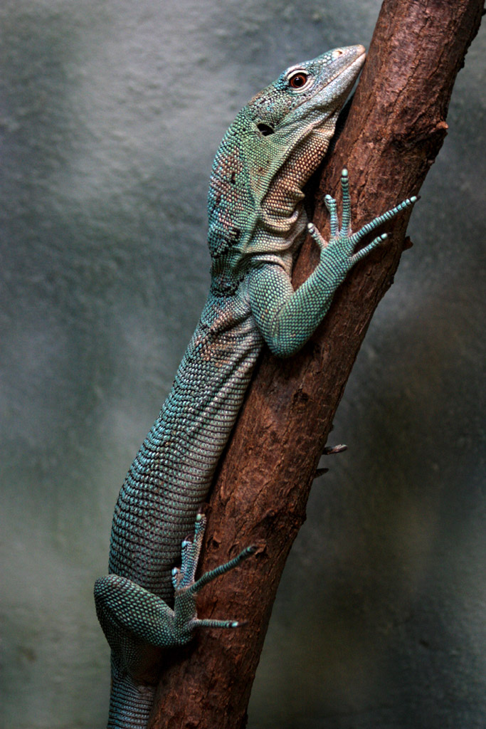 Central Park.. New York City!