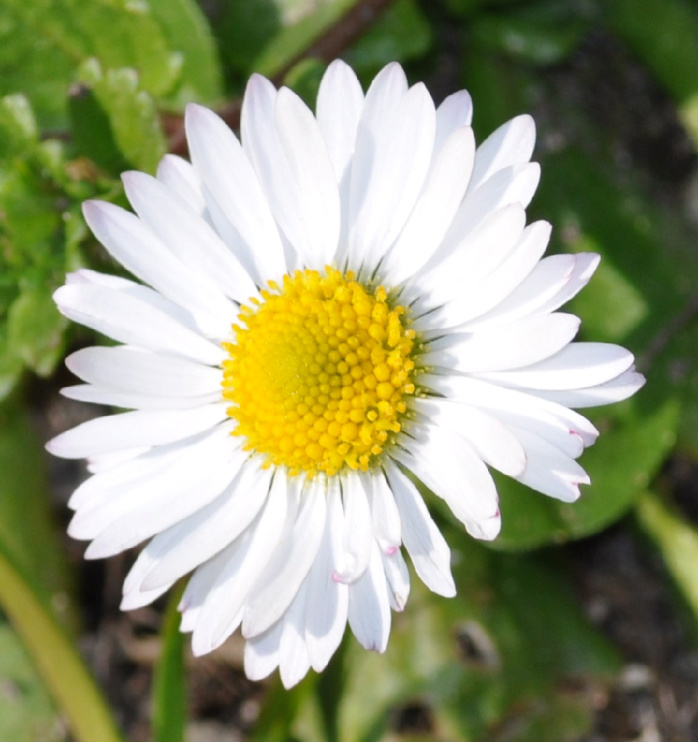 margherita originale