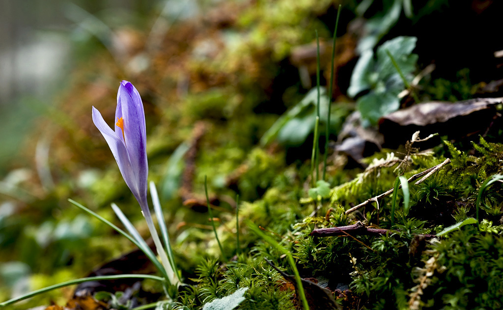 crocus