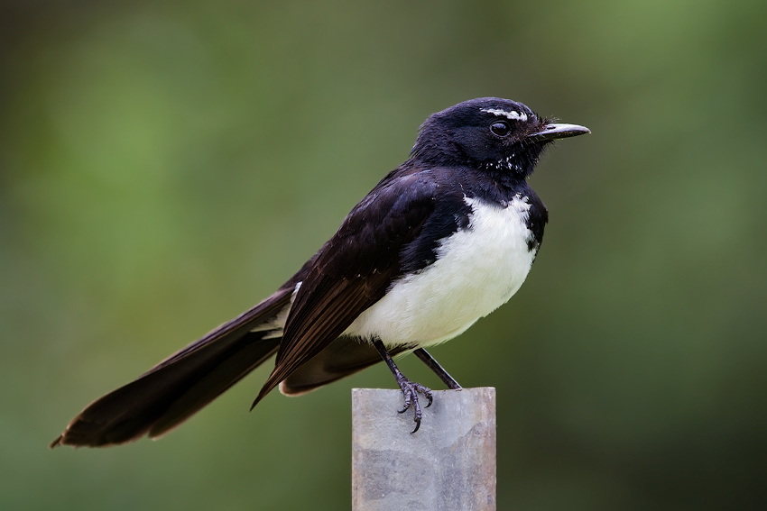 Willie Wagtail (Rhipidura leucophrys)