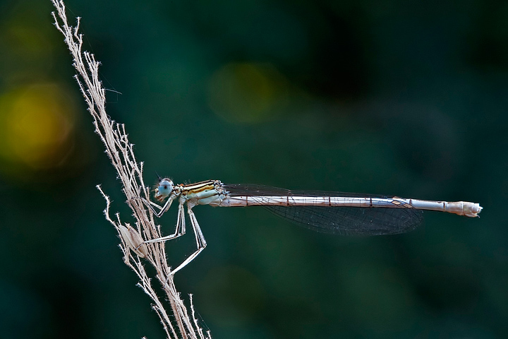 Platycnemis pennipes
