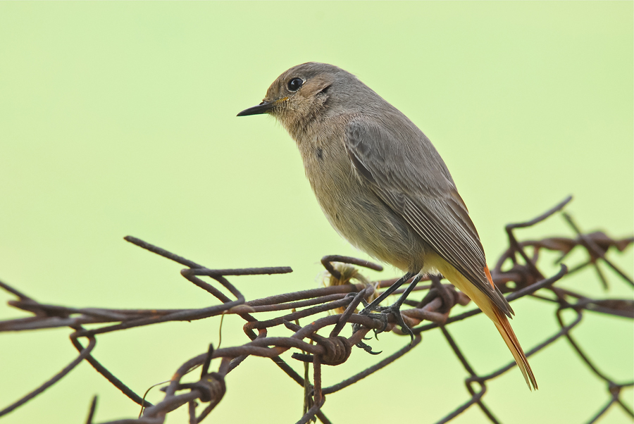 Il posatoio non l'ho scelto io...