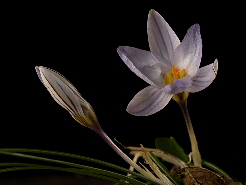 crocus