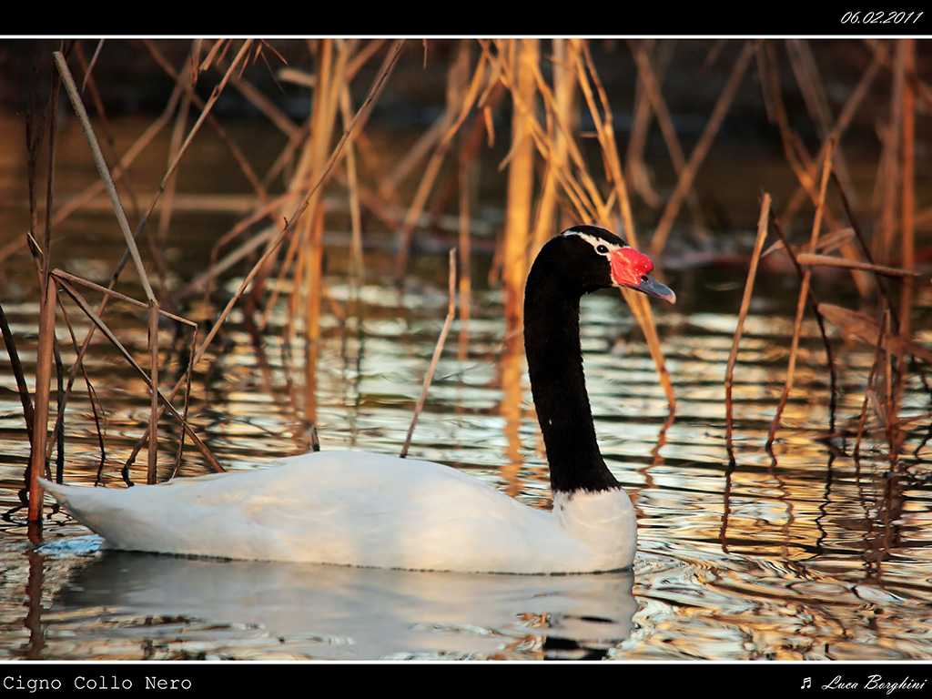 Cigno Collo Nero