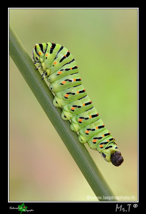 ...Mi scappa la cacca...