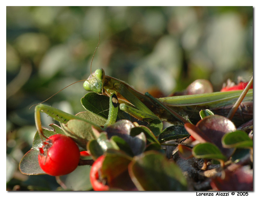 Mantide religiosa_2