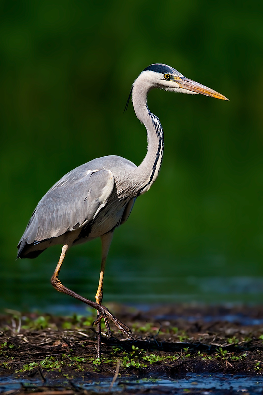 Cenerino portrait...