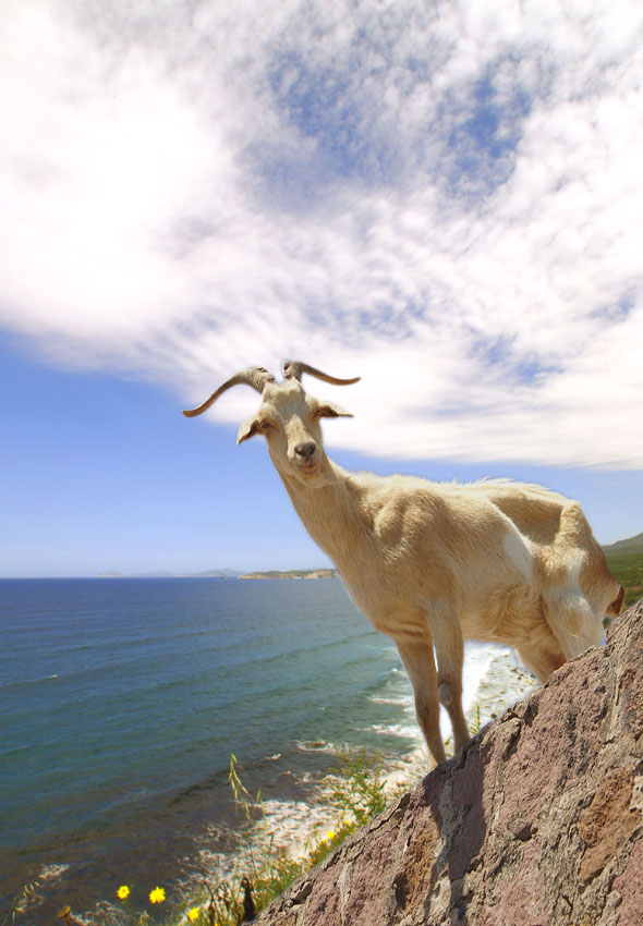 Cosi' �,se vi pare..