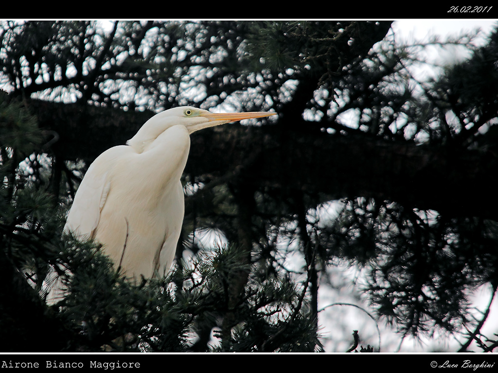 Airone Bianco Maggiore # 2
