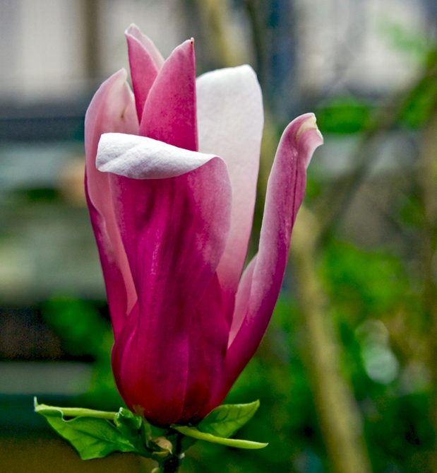 magnolia
