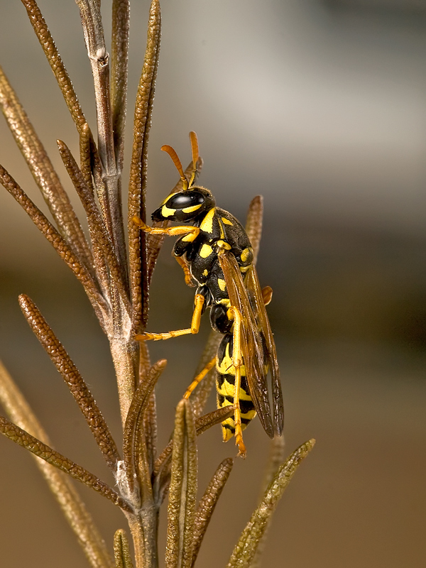 vespa 2011 luce flash...