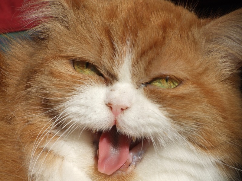 gattina " canterina"