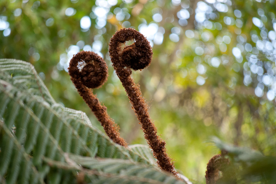 Come crescono le felci