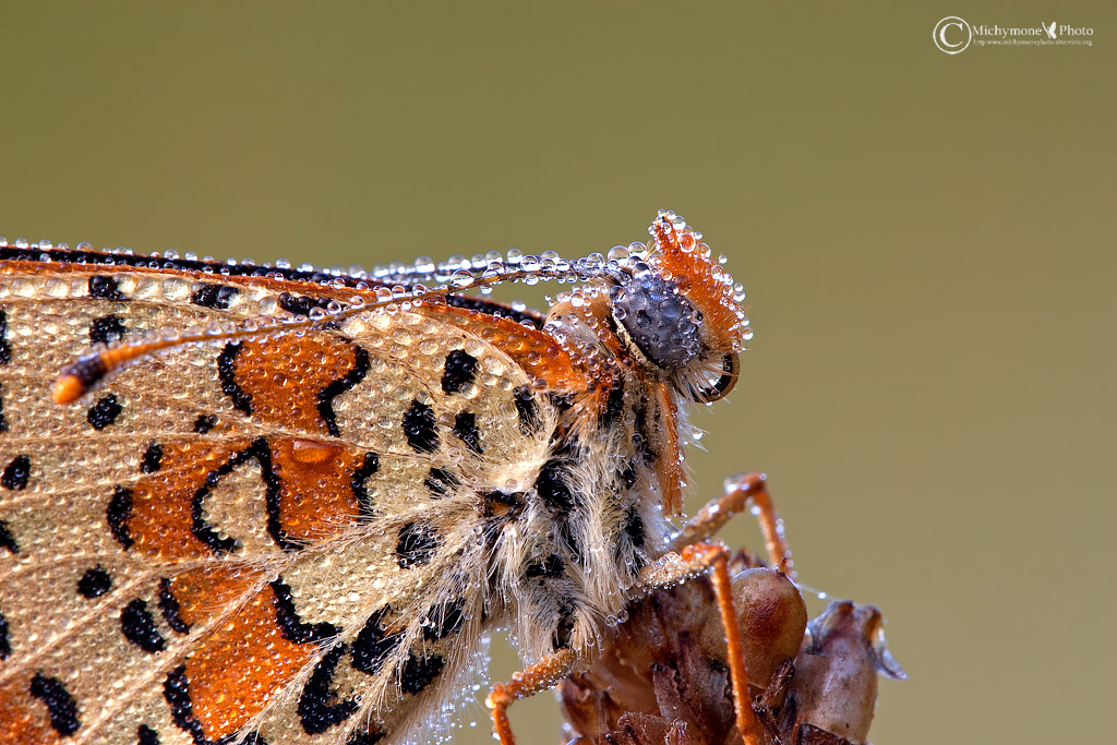 Melitaea didyma
