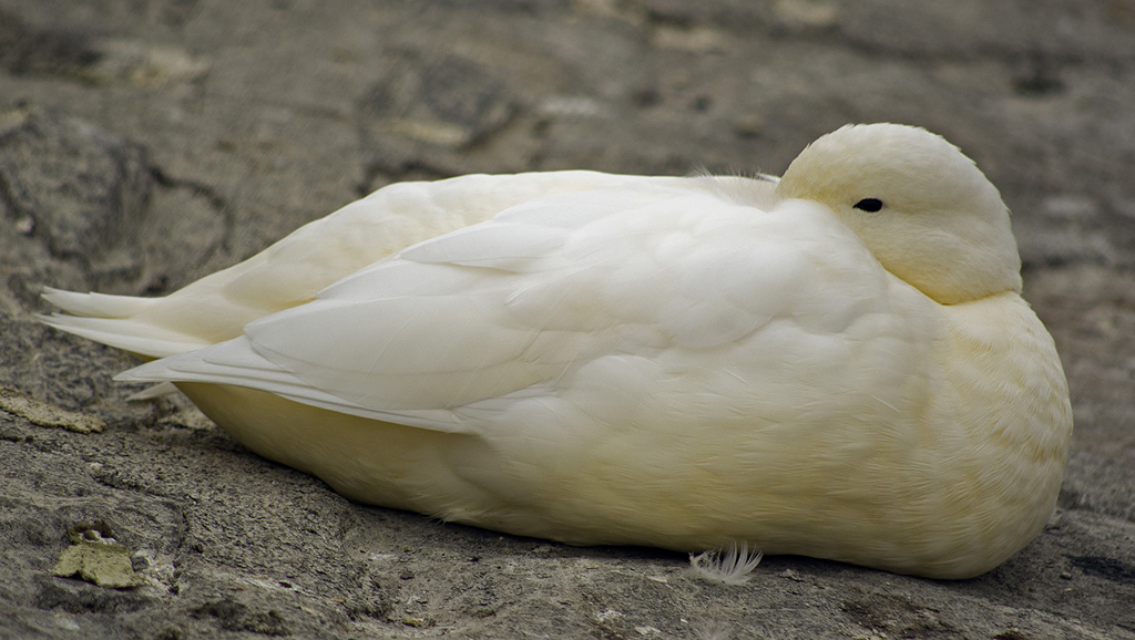 Germano reale.. albino