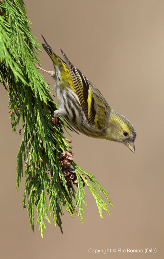 Lucherino eurasiatico (Carduelis spinus) - Acrobata