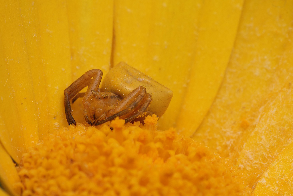 ...Sempre In agguato...!!