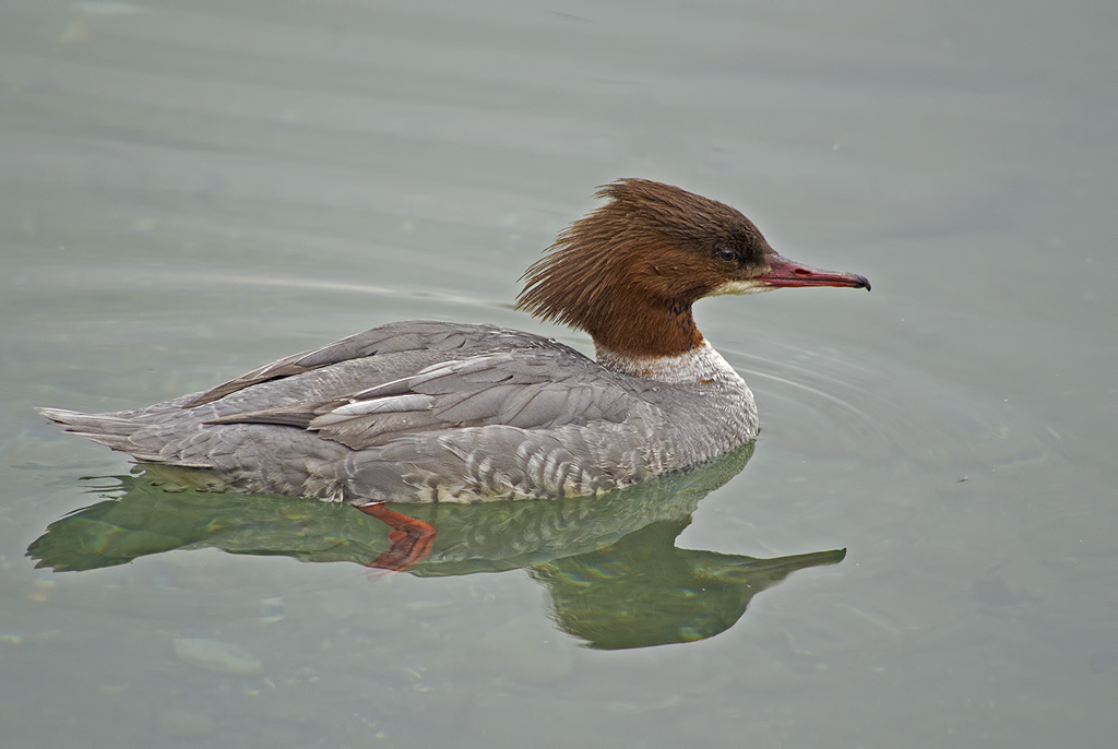 Smergo Maggiore Femmina