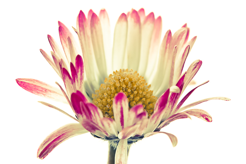 la mia primavera - 6