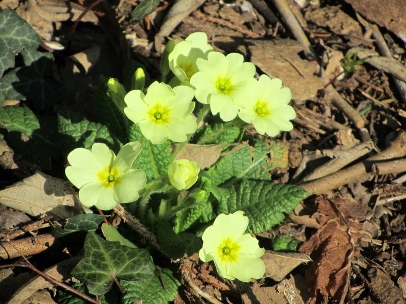 1�giorno di primavera, buon risveglio a tutti