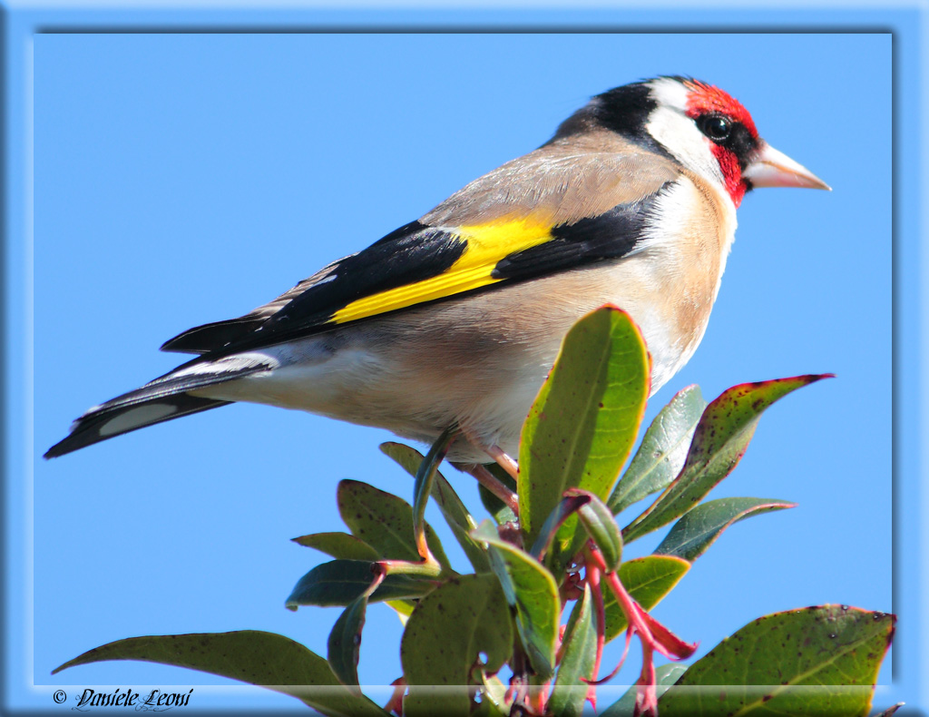 L'attento osservatore....
