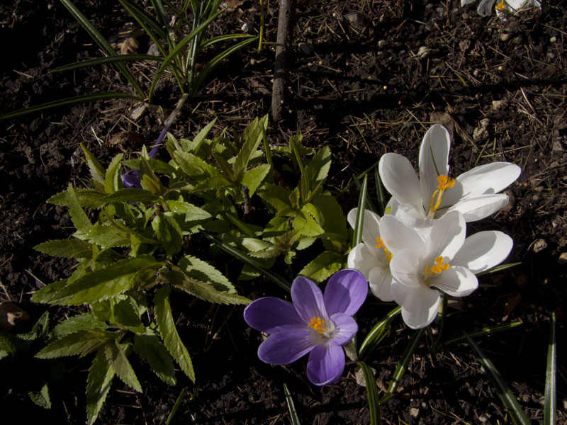 crocus bianchi e viola
