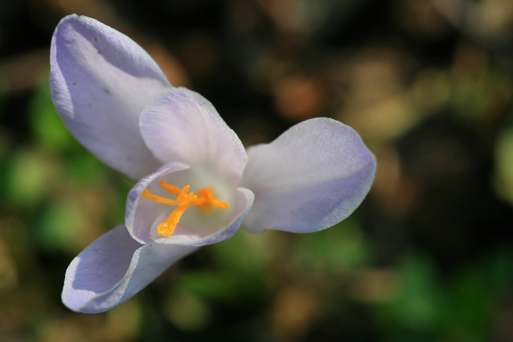 Crocus