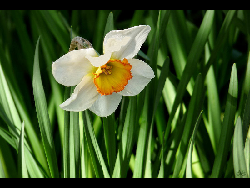 Narcissus Poeticus