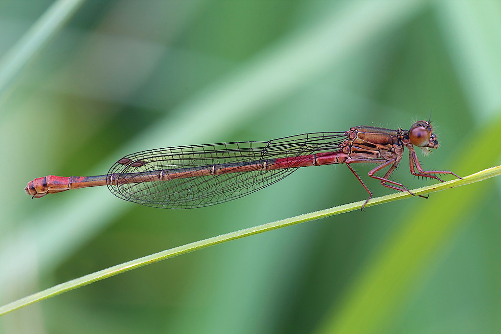 ...La Nuova Generazione...!!!