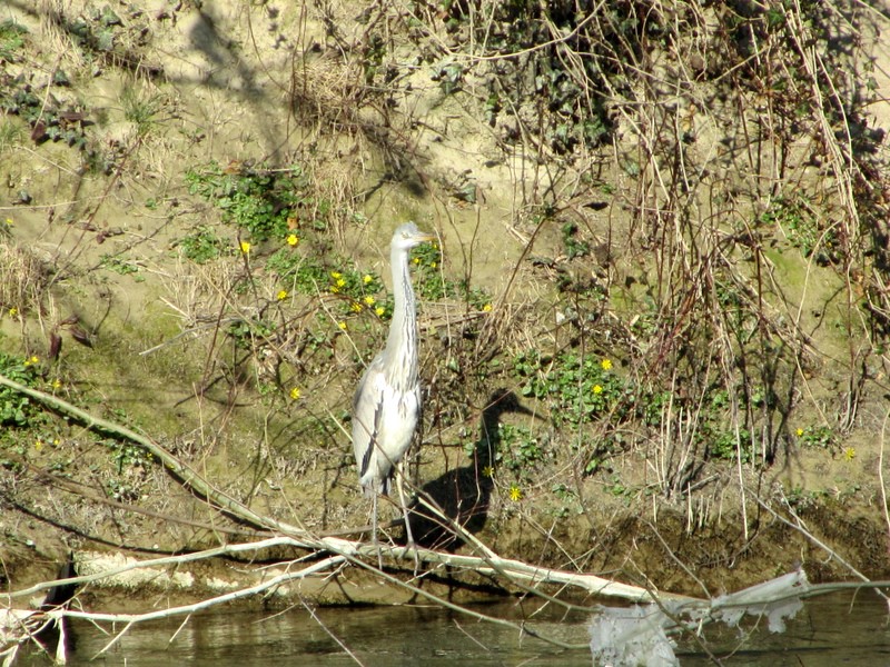 L'airone in compagnia... della sua ombra