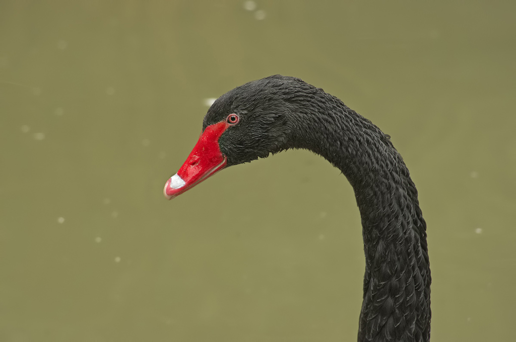 Cigno Nero