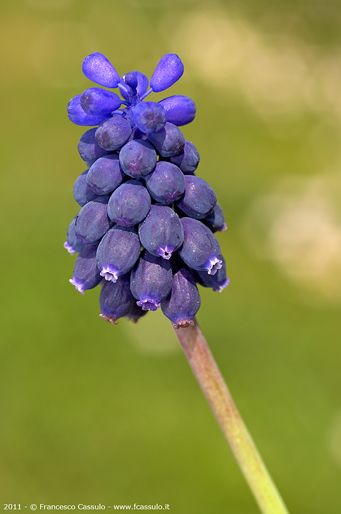 Muscari neglectum Guss. ex Ten., 1842