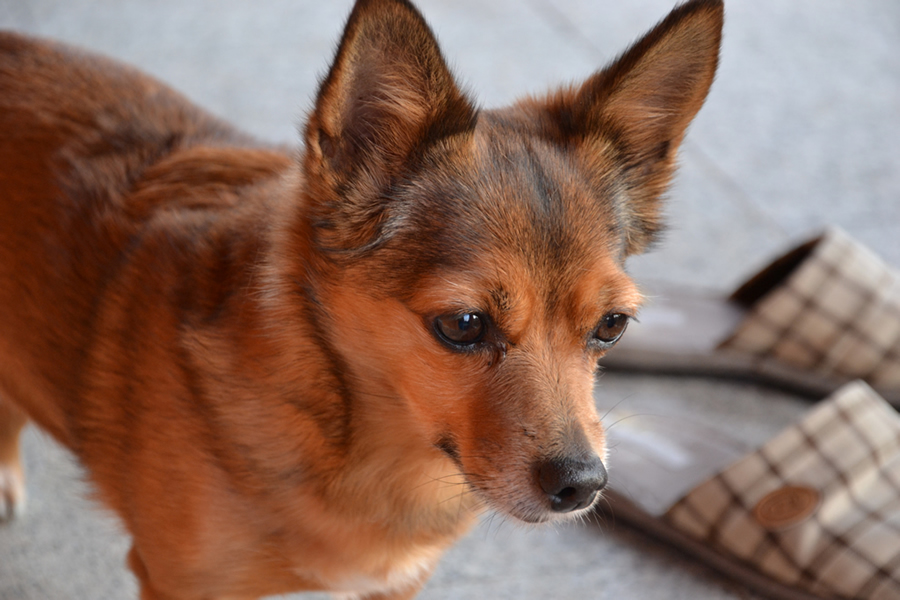 Milly e le pantofole