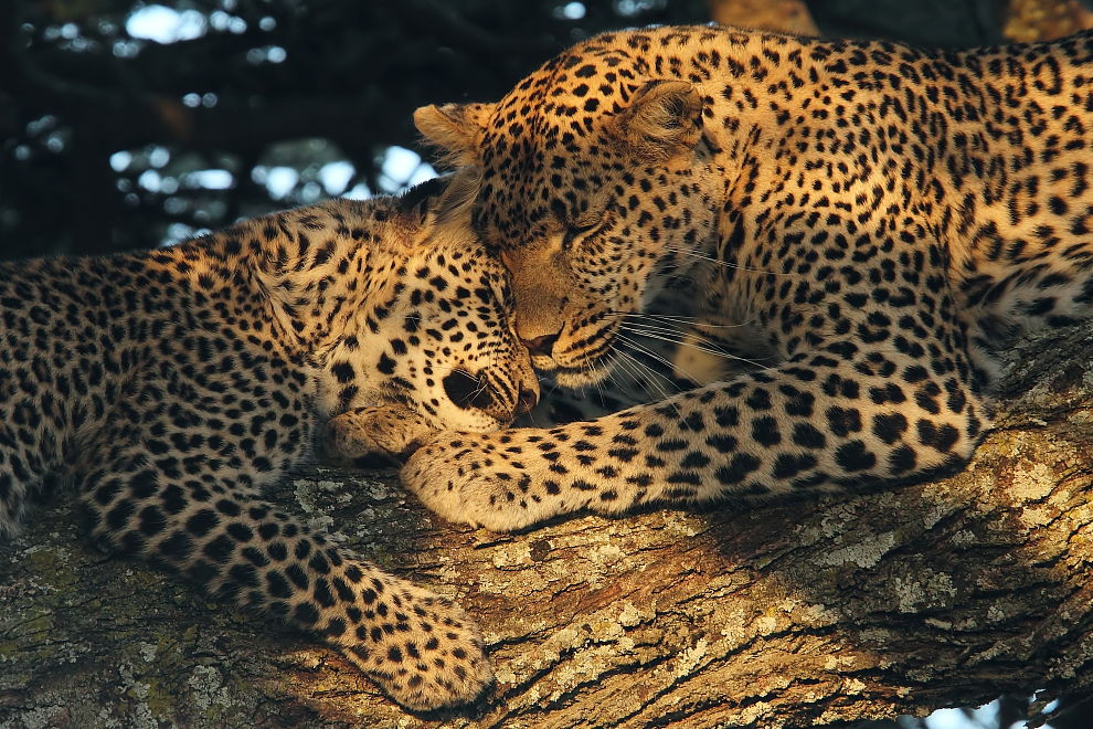 leopardi, serengeti - marzo 2011