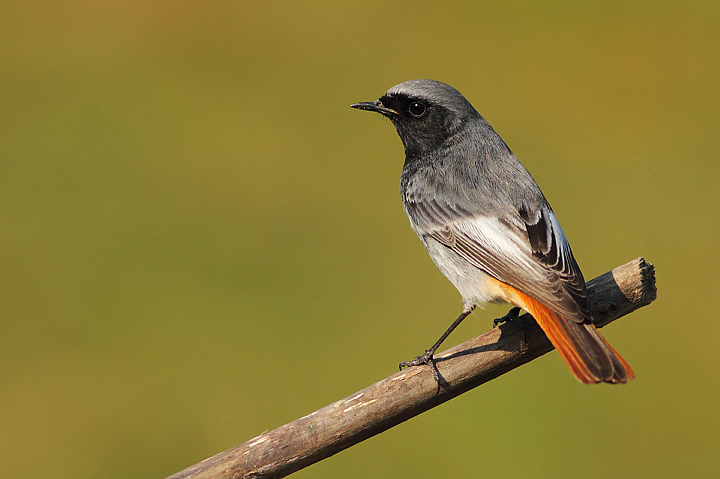 SPAZZACAMINO MASCHIO......