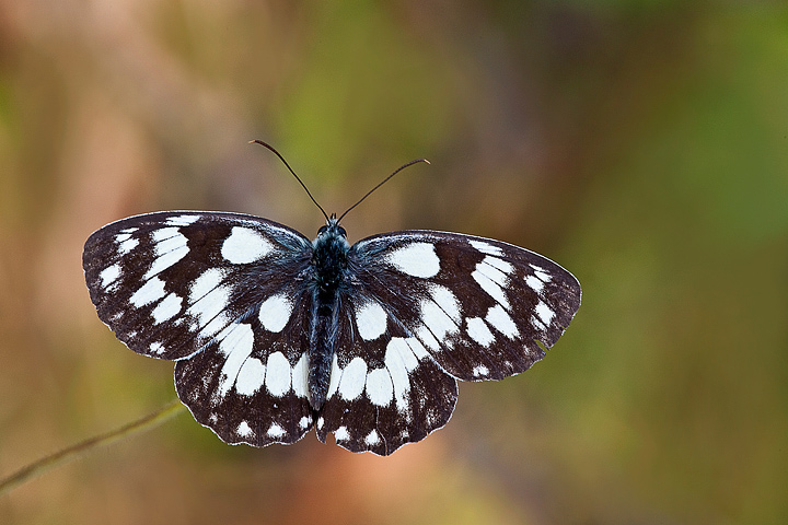 Melanargia