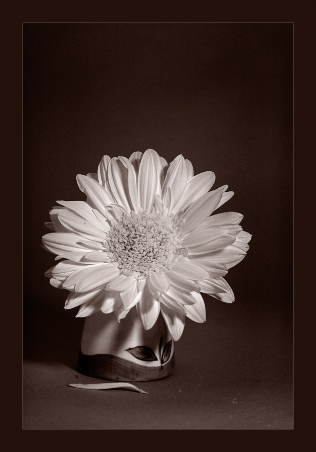 Sempre un semplice  ir