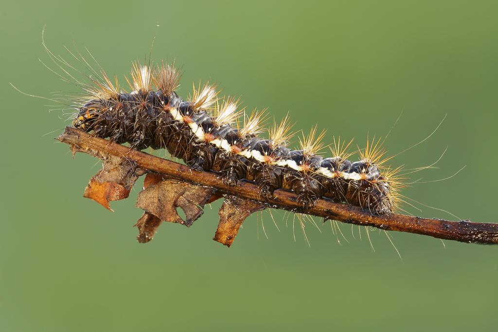 Acronicta rumicis