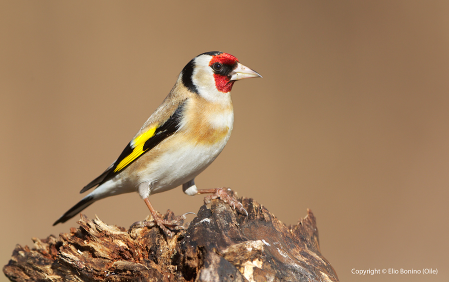 Cardellino-(Carduelis-carduelis)