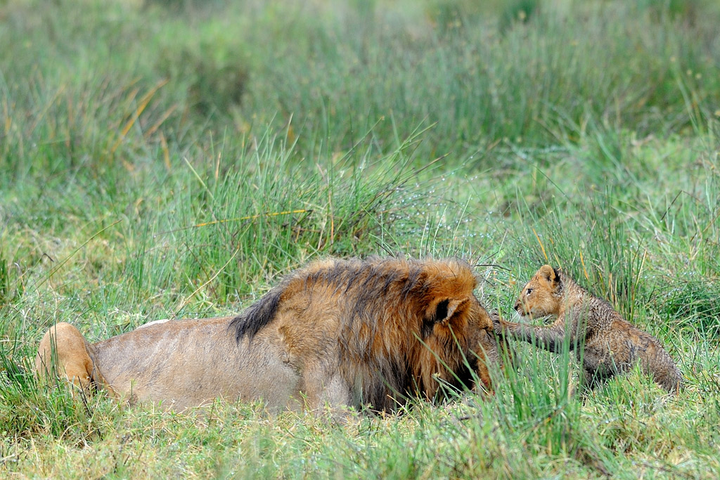 Tenero... Come un leone