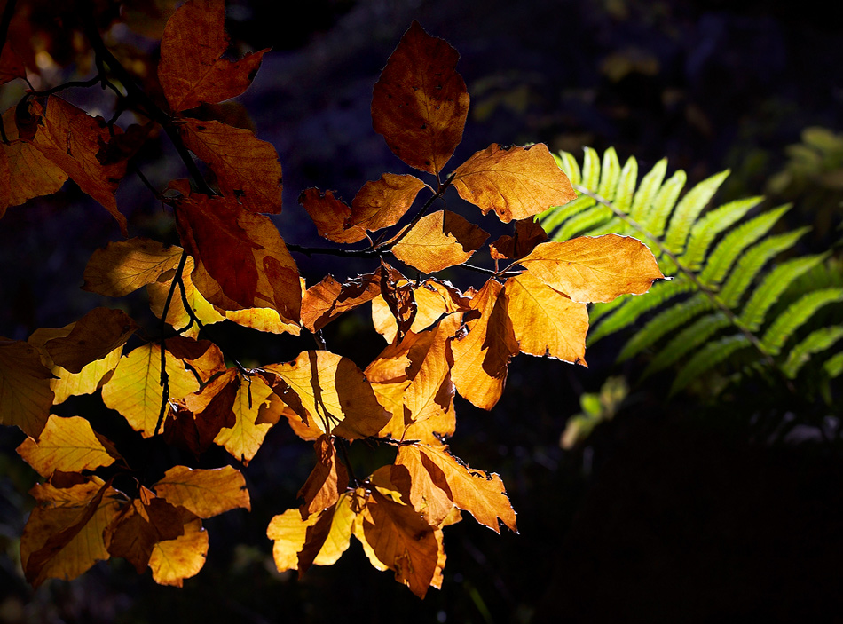 contrasti della natura