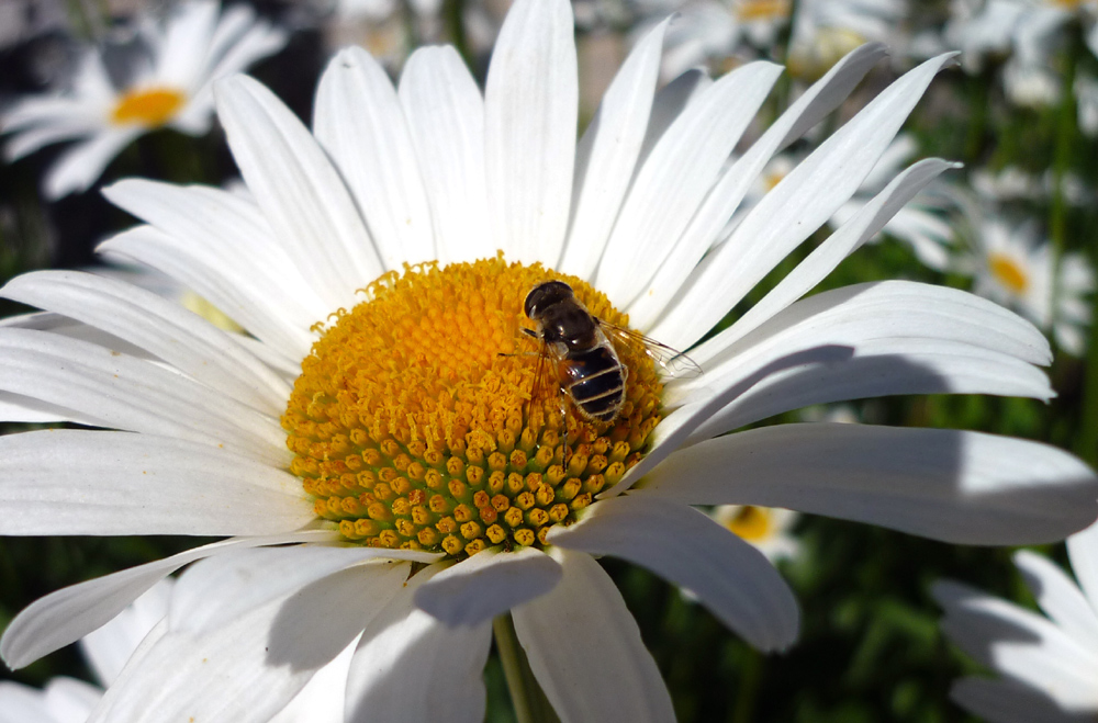 87  HO UNA FABBRICHETTA   DI .....E MI  ARRANGIO,,,,,,,