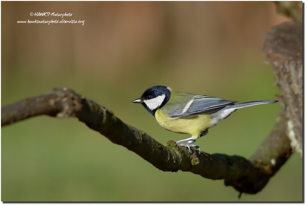 Cinciallegra(Parus major)