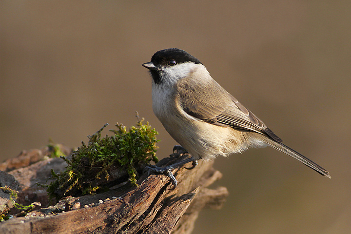 CINCIA BIGIA........