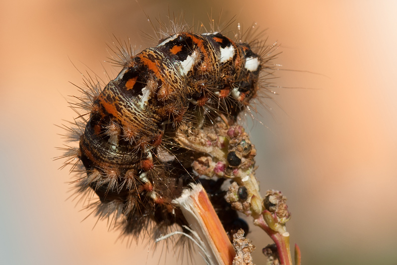 il bruco tutt'intorno